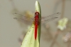 J01_1965 Rhodothemis rufa